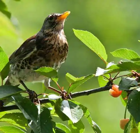 bird