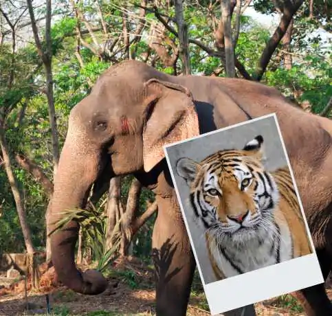 wildlife